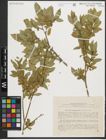 Foto von Salix pseudopentandra Flod.
